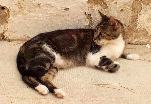 猫怀孕可以洗澡吗