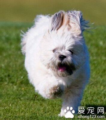 拉萨犬聪明吗 最好是从小训练狗狗