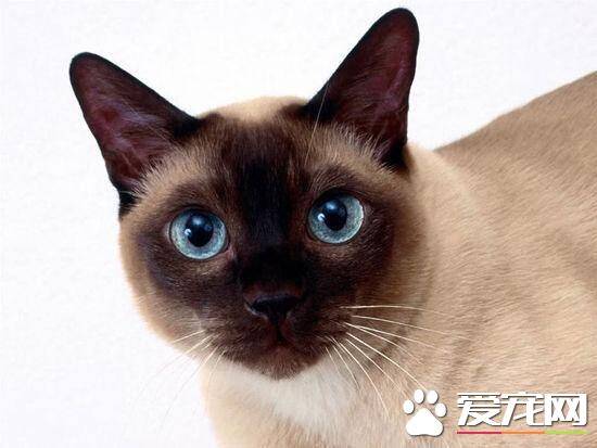 暹罗猫吃什么有营养 暹罗猫怎么喂比较好