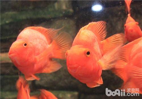 大型水族箱过滤器的挑选要点