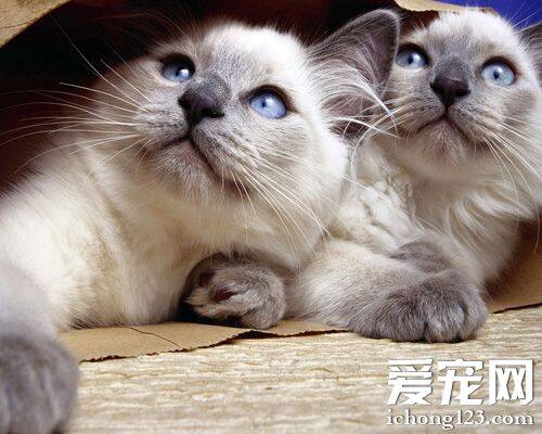 暹罗猫猫粮 干粮湿粮两种猫粮各有利弊