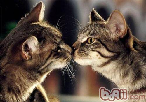 猫咪为什么喜欢亲吻