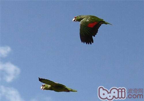 紫冠亚马逊鹦鹉的饲养知识