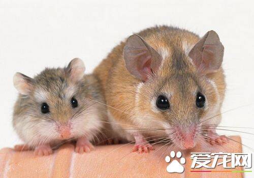 三线仓鼠能长多大 三线仓鼠体长8到11厘米