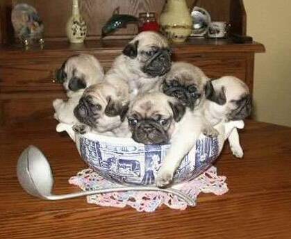 墨西哥无毛犬怎么养 定期洗澡很有必要