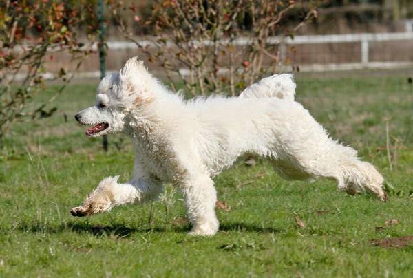 泰迪尿道口黄脓