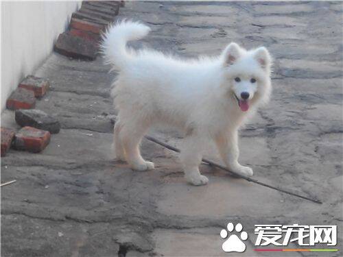 银狐犬喜欢吃什么 肉还有各种的奶制品