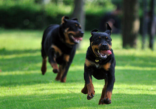 罗威纳犬寿命,罗威纳犬的训练方法