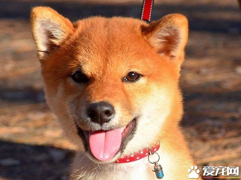 别人养过的柴犬好养吗 怎样帮助柴犬适应新主人