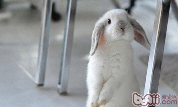 兔兔可以吃很多零食吗