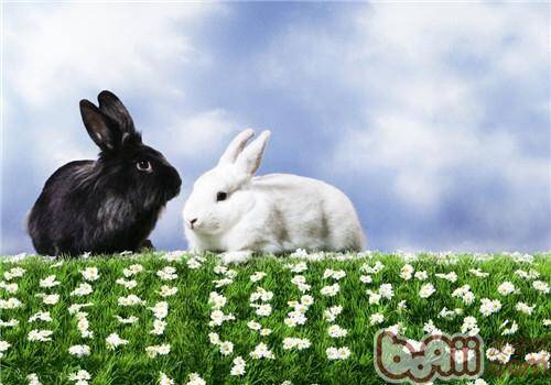 如何正确选择兔兔饲料