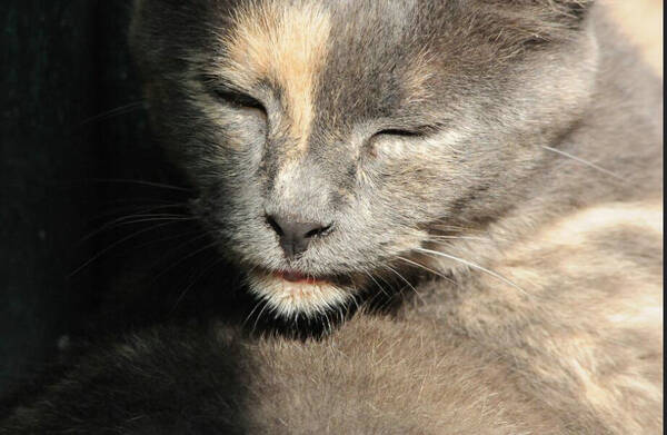 猫咪吃东西少