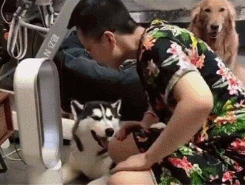 主人嫌热打开风扇，刚坐下准备享受，回头一看扎心了!