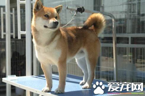 柴犬多大能啃骨头 柴犬啃骨头会有哪些害处