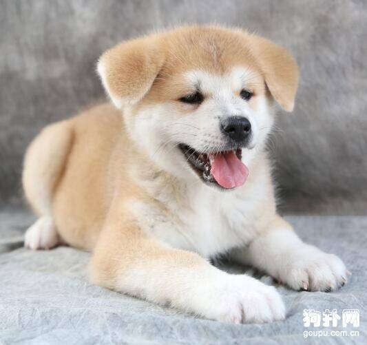 柴犬和秋田犬有什么分别？有什么办法可以区分它们？