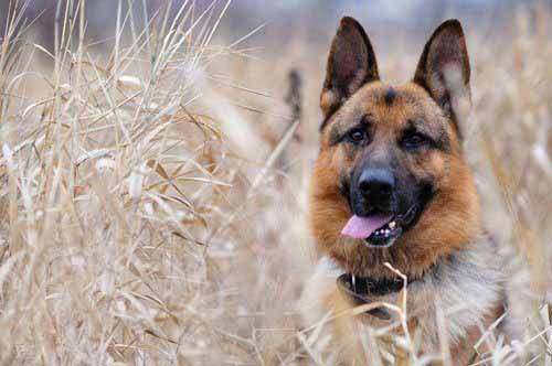 德国牧羊犬训练方法和技巧有哪些,牧羊犬