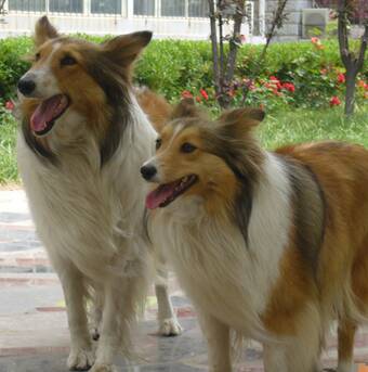 喜乐蒂犬能长多大 公狗比母狗通常大些