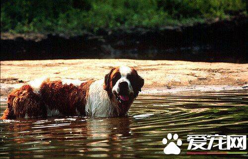 圣伯纳犬粘人程度 圣伯纳犬粘人程度比较高