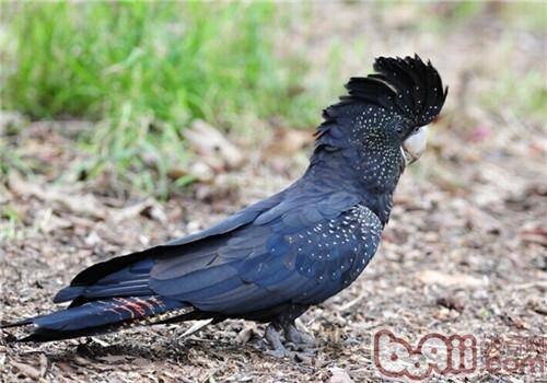红尾黑凤头鹦鹉的生活习性