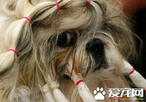 西施犬怎样爱护 西施犬提交调教温顺乖巧