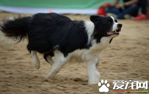 被狗咬了会传染吗 一定要及时去医院查看