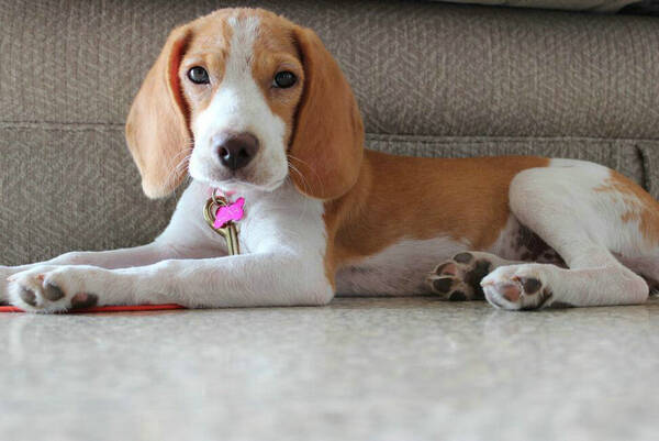 为什么小母狗骑东西