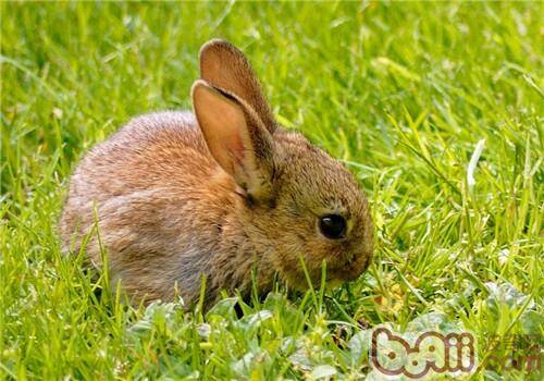 宠物兔健康检查项目有哪些？