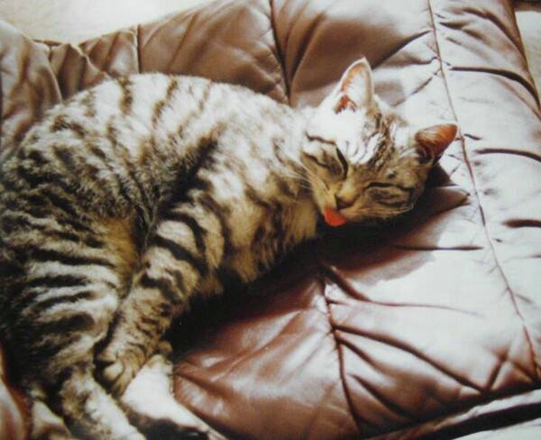 猫眼睛流脓什么原因