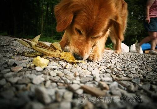 不同性格狗狗的训练方法,狗狗的“拒食”训练