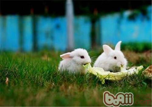 宠物兔吃什么会生长迅速？