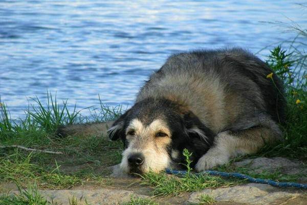 狗脱水多久会死