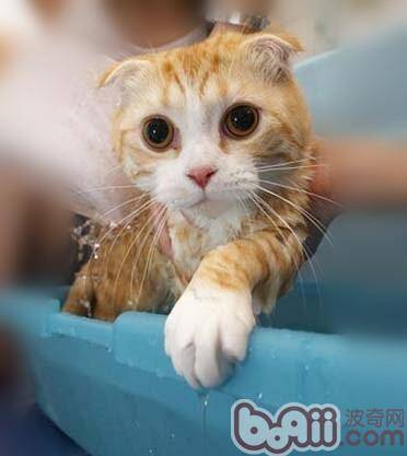 给猫咪洗澡步骤有哪些