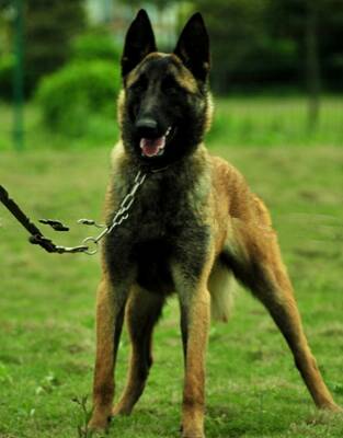 比利时特伏丹犬的形态特征 该犬肌肉发达