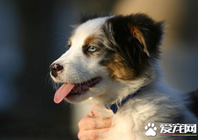 蝴蝶犬掉毛程度 蝴蝶犬掉毛原因及如何整理