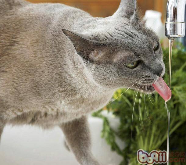 如何判断猫咪饮水量以及怎样让猫咪多喝水