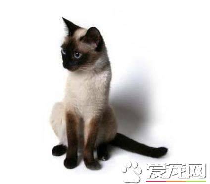 暹罗猫用什么猫砂 猫砂有哪几种