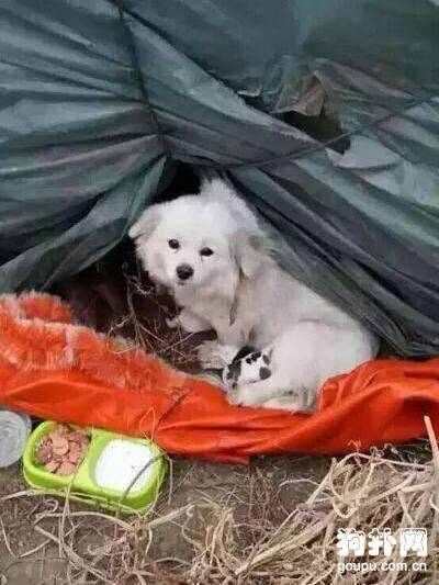 小姐姐偶遇流浪狗，喂水后跟上前决定救助