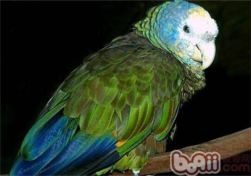 圣文生亚马逊鹦鹉的喂食要点