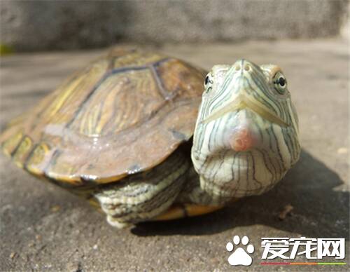 冬季如何养龟 乌龟冬眠温度在1到10度是适宜的