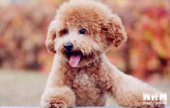 遛狗遇到一奇葩阿姨，一直问我养狗的意义在哪