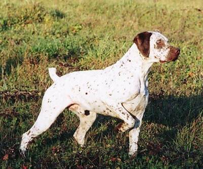 指示犬哪里卖 该犬表情聪明而警惕