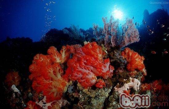 珊瑚岩礁生态造景缸介绍