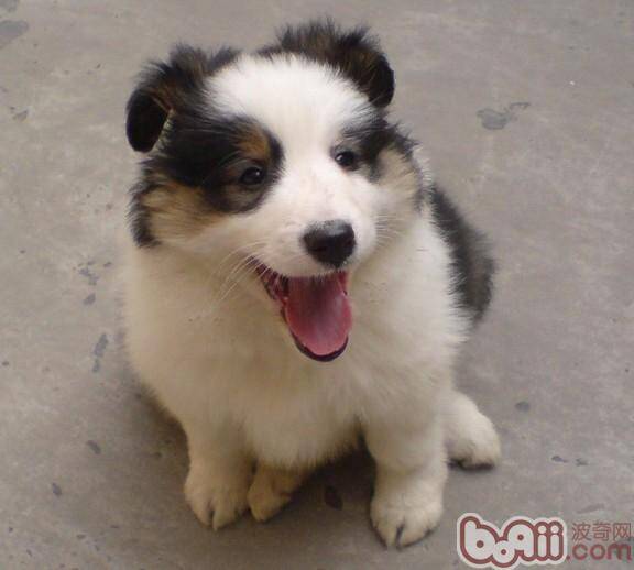 怎么挑选一条健康的狗狗