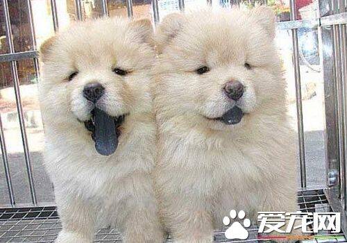 松狮犬是哪个国家的 松狮犬原产于中国