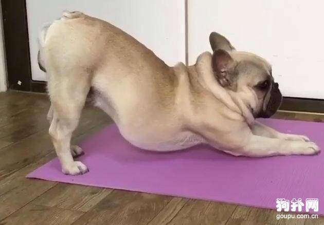 狗狗偷学主人做瑜伽，还留下一个意味深长的表情，啥意思？