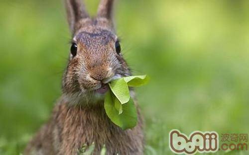 哪些青草野菜不能喂兔子？