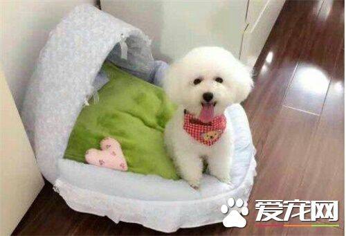 白色泰迪犬怎么看纯不纯 首先可以从体型看