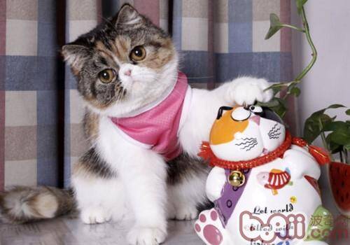 异国短毛猫（加菲猫）形态特征