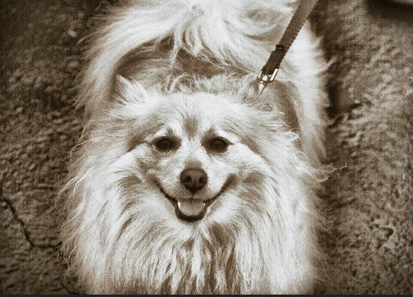狗拉稀怎么办吃什么药好