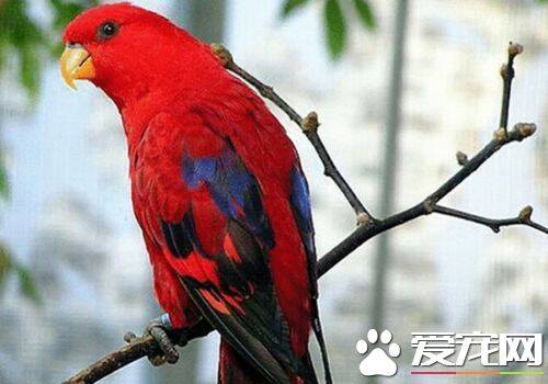 红色吸蜜鹦鹉怎么样 红色吸蜜鹦鹉饲养容易